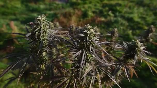 Cespugli Marijuana Movimento Cannabis All Aperto Colori Viola — Video Stock