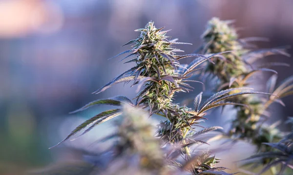 Erva Cannabis Planta Maconha Medicinal Natural — Fotografia de Stock