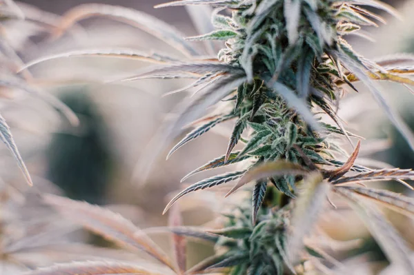Medizin Cannabis Hintergrund Marihuana Pflanze Blatt — Stockfoto