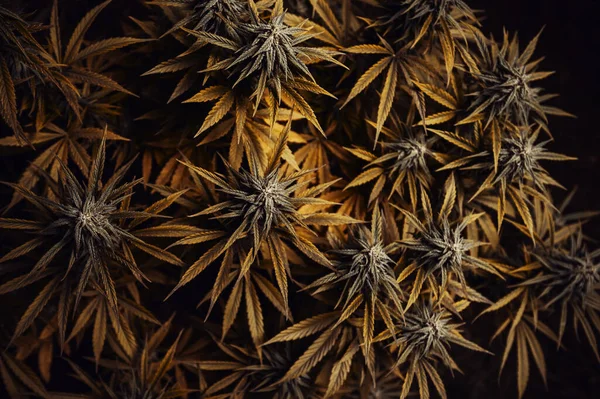 Dedaunan Emas Medical Cannabis Bud Tanaman Ganja — Stok Foto