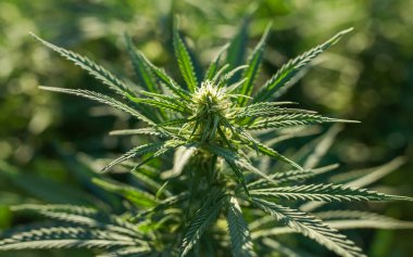 Sativa baskın marihuana türü limon kokarcası ve Super Silver Haze.