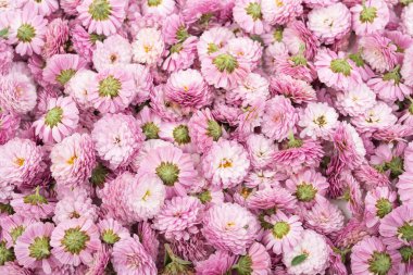 Pembe ya da mor çiçeklerin kasımpatı arkaplanı