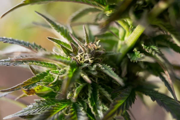 Fiore Cannabis Germoglio Coltivazione Marijuana Erba Medica Sfondo Carta Parati — Foto Stock