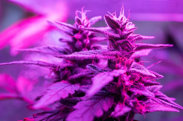 种植大麻植物铅紫色大麻种植灯 — 图库照片