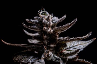 cannabis macro photo of a marijuana flower with trichomes, the top of the plant