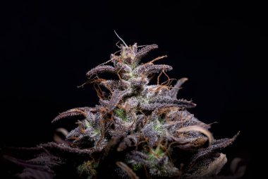 American cannabis genetics, bud close-up on a black background