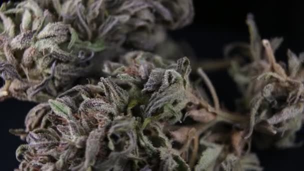 Medische Marihuana Knoppen Droge Bloemen — Stockvideo
