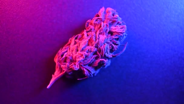 Cannabis Buds Close Rotating Marijuana Weed — Stock Video