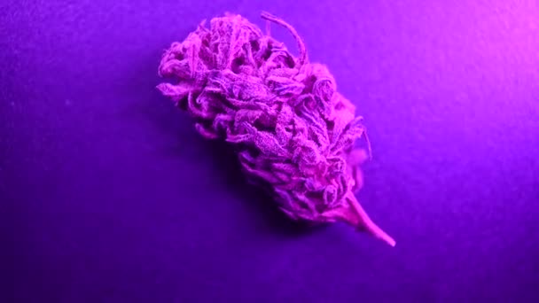 Medicinale Cannabisknoppen Geschilderde Kleur Psychedelica Drugs Legalisatie Recreatie — Stockvideo