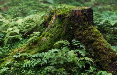 environment open nature in the park stump overgrown with grass and moss