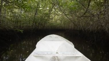 boat slowly sails among the mangrove trees in Asia