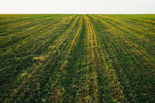 三月春雪融化后 乌克兰田野里的冬小麦 — 图库照片