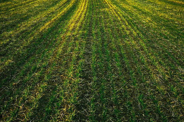 乌克兰春天雪融化后 田野里的冬小麦 — 图库照片