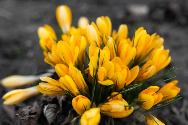 Жовті Ранні Весняні Квіти Крокуси Природа Прокидається — стокове фото