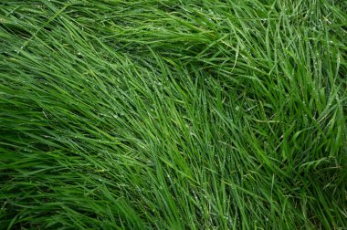 yeşil çimlerin arka gruplandırılması detaylı olarak açıklandı