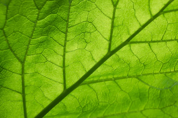 Vibrante Folha Verde Macro Close Backgroun Natural — Fotografia de Stock