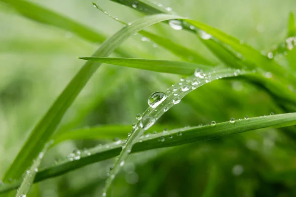Stor Droppe Vatten Glittrar Solsken Ett Grässtrå Närbild Makro Gräs — Stockfoto