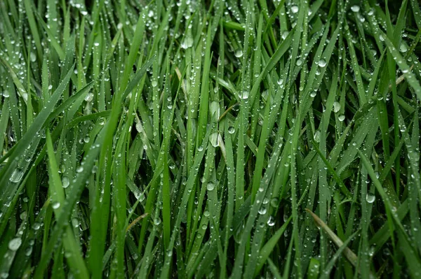 Зелена Трава Краплями Води Крупним Планом — стокове фото