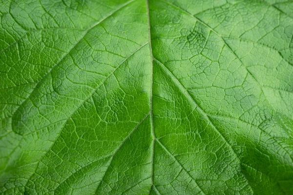 Leaf Green Macro Background Natural Surface — Stock Photo, Image