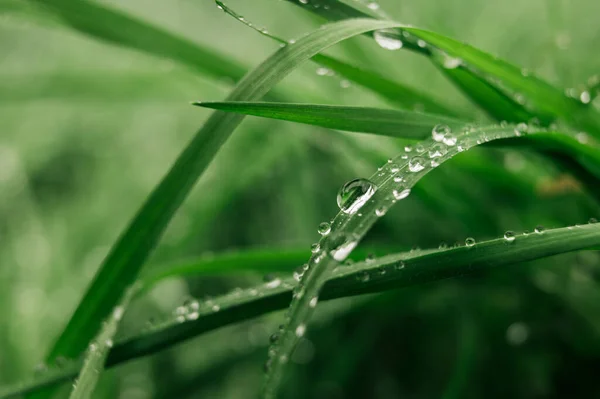 緑の葉の上に透明な雨の水の大きな美しい滴 — ストック写真