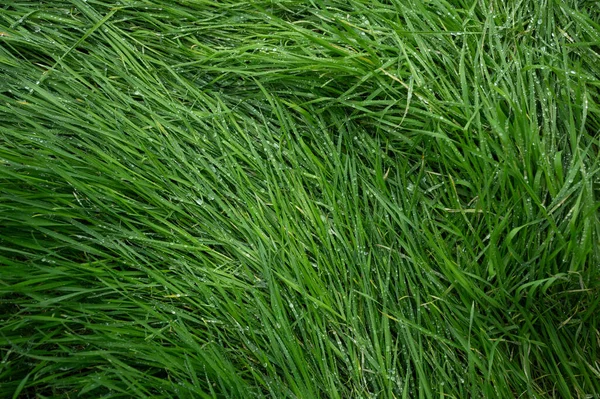 Detailed Close Green Grass Backgroun — Stock Photo, Image