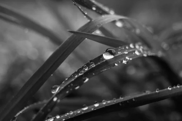 Water Drops Grass Black White Photo — Stock Photo, Image