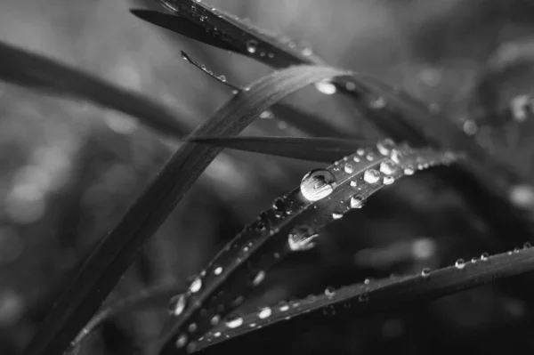 雨の日には草を濡らし黒と白の背景色 — ストック写真