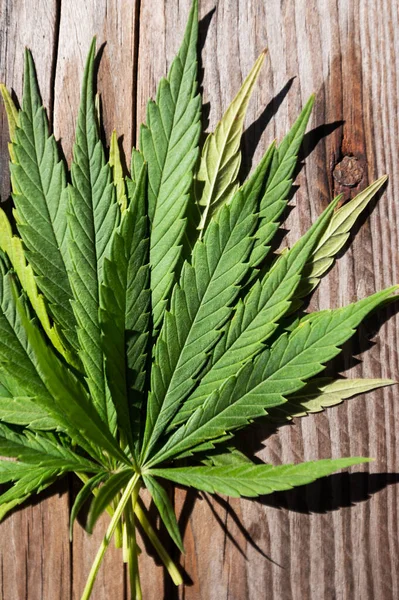 Marijuana Cannabis Green Fresh Leaf Background — Stock Photo, Image