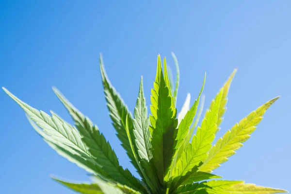 Marihuana Pozadí Léky Rostlina List Obloha Blu — Stock fotografie