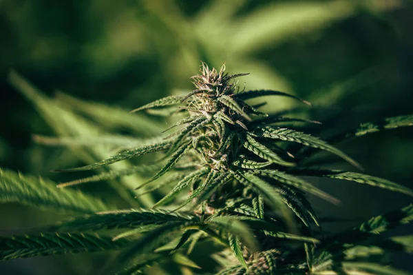 Marihuana Anbau Schöne Outdoor Makropflanzen Cannabis Ernten Unkraut Pflanzen — Stockfoto