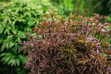 Büyük Japon şakayığı ve yeşil yapraklar. Bahçedeki çiçek. Bahar. Bahçıvanlık. Ağaç şakayığı