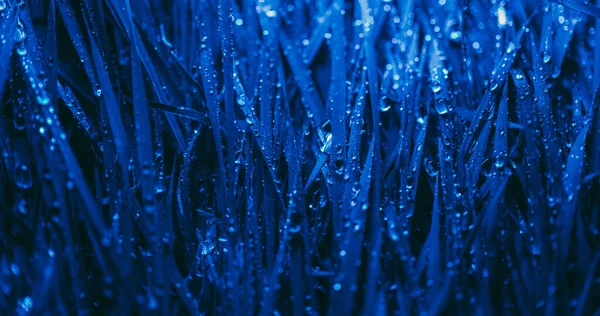 Azul Textura Natural Fundo Grama Molhada — Fotografia de Stock