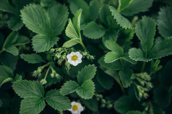 Çilekli Çayır Yaprakları Yeşillik Çiçek Bitkileri — Stok fotoğraf