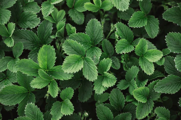 Strawberry Glade Leaves Greenery Background — Stock Photo, Image