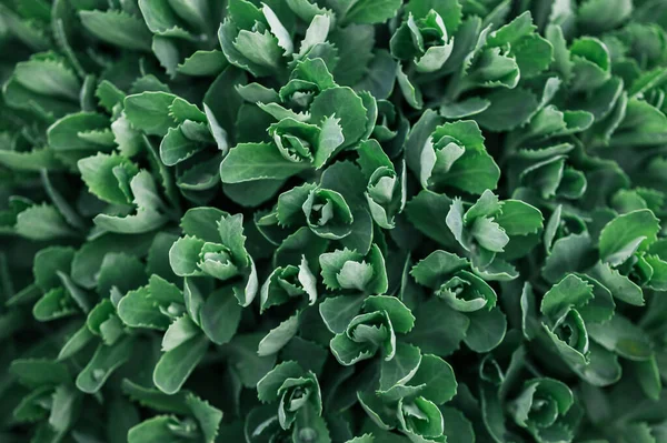 Hylotelephium Spectabile Ice Plant Showy Stonecrop — стокове фото