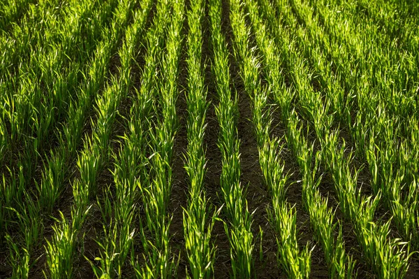 Зеленое Поле Пшеницы Украине — стоковое фото