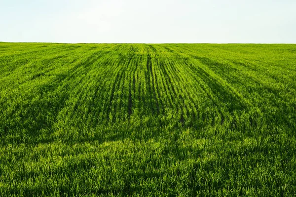 乌克兰的绿地小麦 — 图库照片