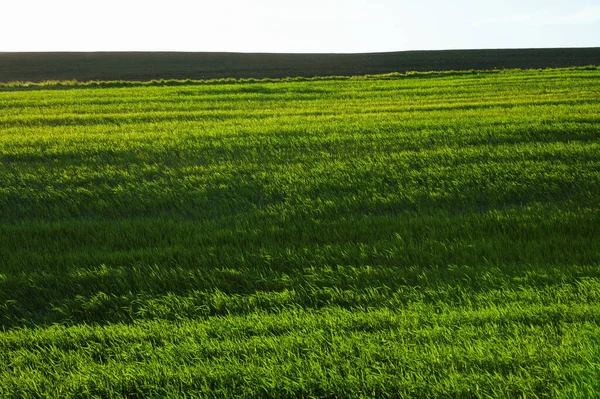 Campo Verde Grano Ucraina Bellissimo Paesaggio Linee Orizzontali — Foto Stock