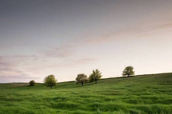 Krajobraz Samotnymi Drzewami Zielonym Polem — Zdjęcie stockowe