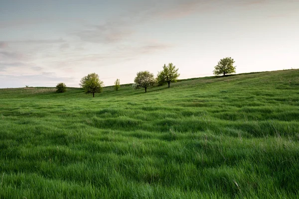 Landschaft Mit Einsamen Bäumen Und Grünen Wiesen Abend — Stockfoto