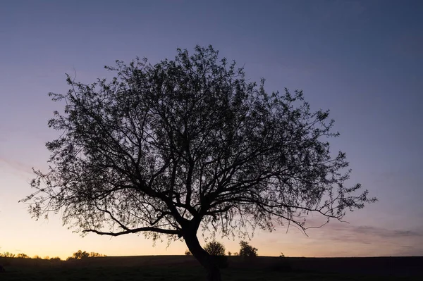 Landschaft Mit Einsamen Bäumen Silhouette Bei Sonnenuntergang — Stockfoto