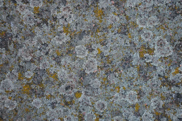 Textura Abstrata Líquen Sobre Concreto Pedra Natural Finamente Detalhada — Fotografia de Stock