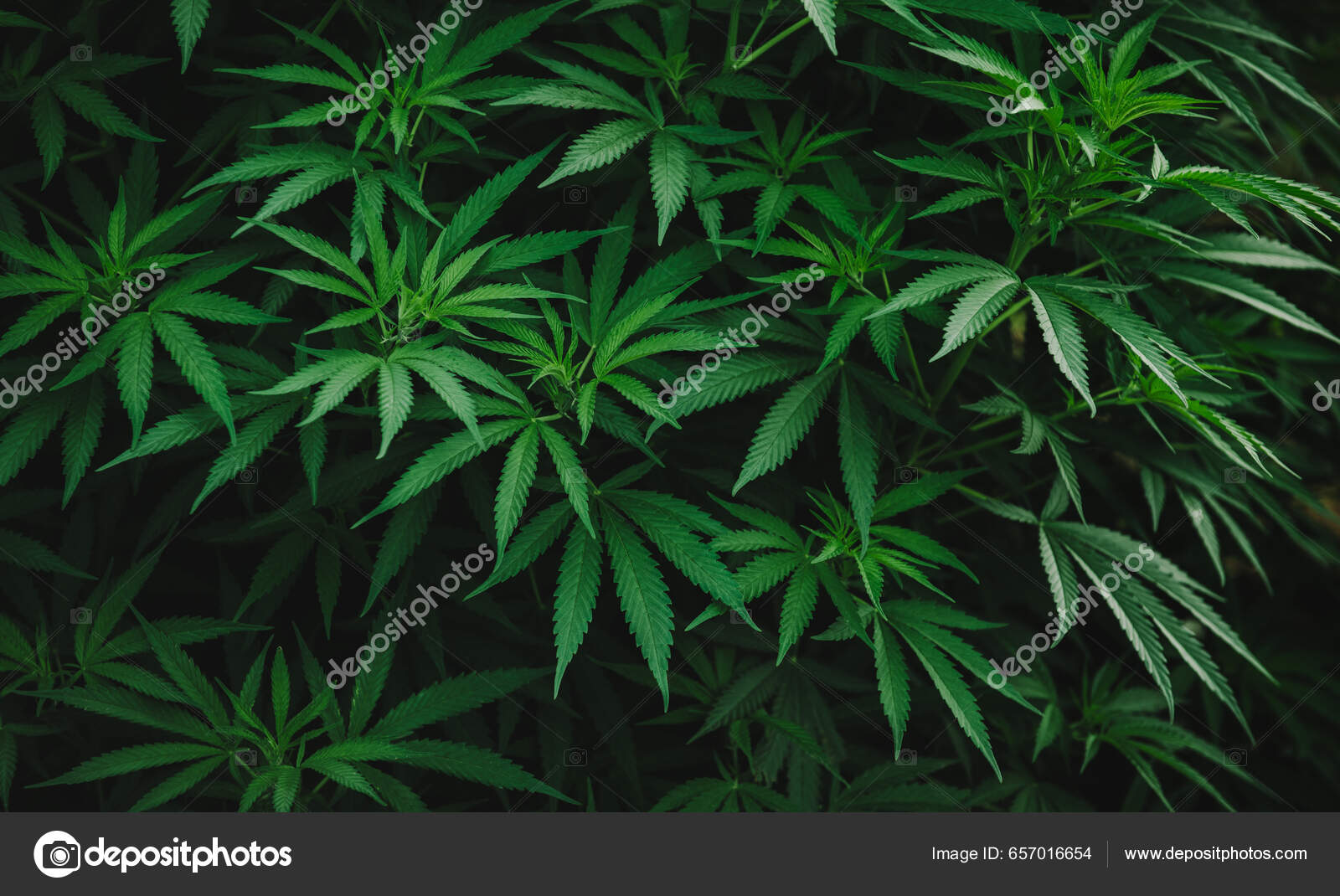 Planta Marihuana Hermoso Fondo Con Hojas Verdes — Foto de stock #657016654  © Yarygin, image size:1600x1070