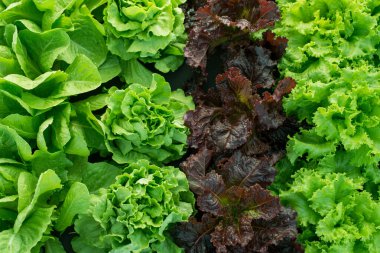 Çiftlik yaprağı marul bahçesi tarlası