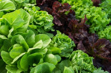 Çiftlik yaprağı marul bahçesi tarlası