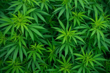 Marihuana kenevir arkaplanı bırakır