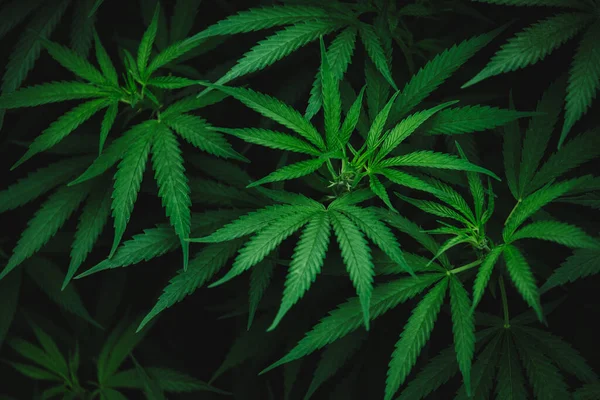 Padrão Planta Cannabis Maconha Medicinal — Fotografia de Stock
