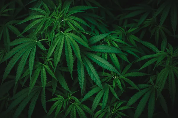 Kannabisz Zöld Levelek Tapéta — Stock Fotó