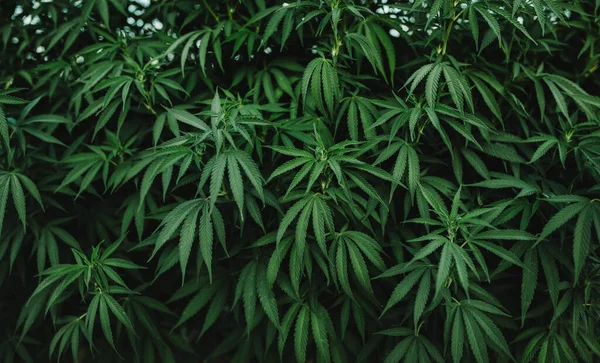 Marijuana Leaves Cannabis Plant Green Background — Stock Photo, Image