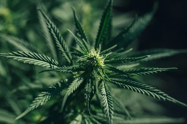 Marihuana Oder Cannabispflanze Blüht — Stockfoto